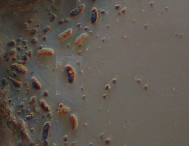 Due croste forse una su abete-foto0555(Hyphoderma setigerum)